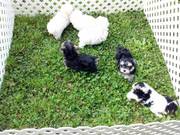 Yorkie puppies Ready To go For Free To any  Pet Loving Homes