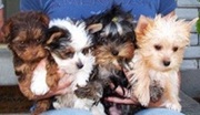 Free Top quality yorkshire terrier puppies ready